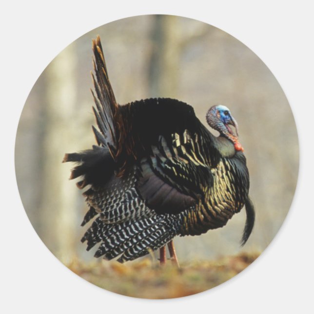 Adesivo Turkey struting masculino, Illinois (Frente)
