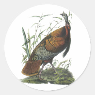 Adesivo Turquia selvagem, John Audubon