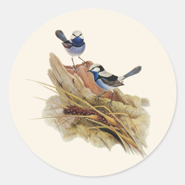 Adesivo Turquoisina Superb Warbler, (Frente)