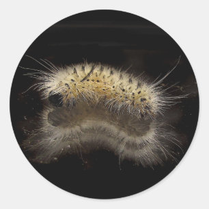 Adesivo Tussock Caterpillar da hicória