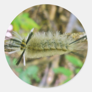 Adesivo Tussock Moth Caterillar