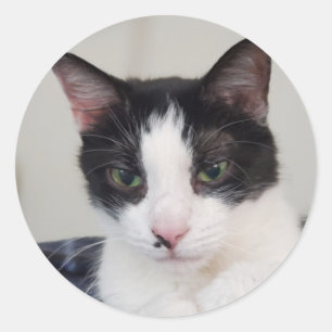 Adesivo Tuxedo cat
