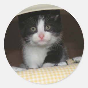 Adesivo Tuxedo kitten