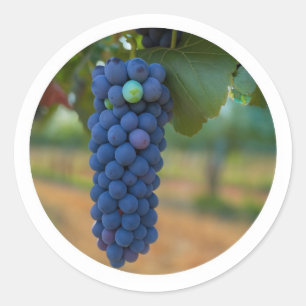 Adesivo Um aglomerado de Uvas Roxas Frescas