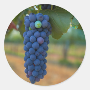 Adesivo Um aglomerado de Uvas Roxas Frescas