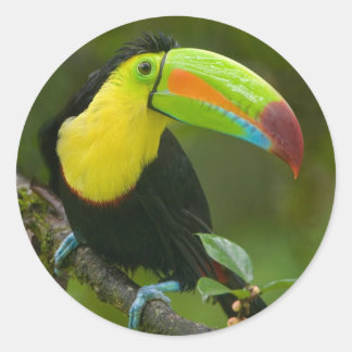 Adesivo Um belo pássaro tucano empoleirado em um galho.