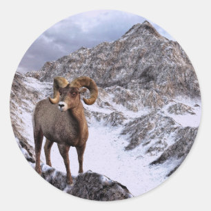 Adesivo Um carneiro de Bighorn olha no vale