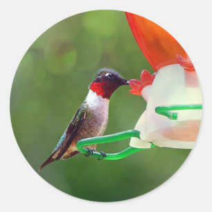 Adesivo Um colibri Throated do rubi