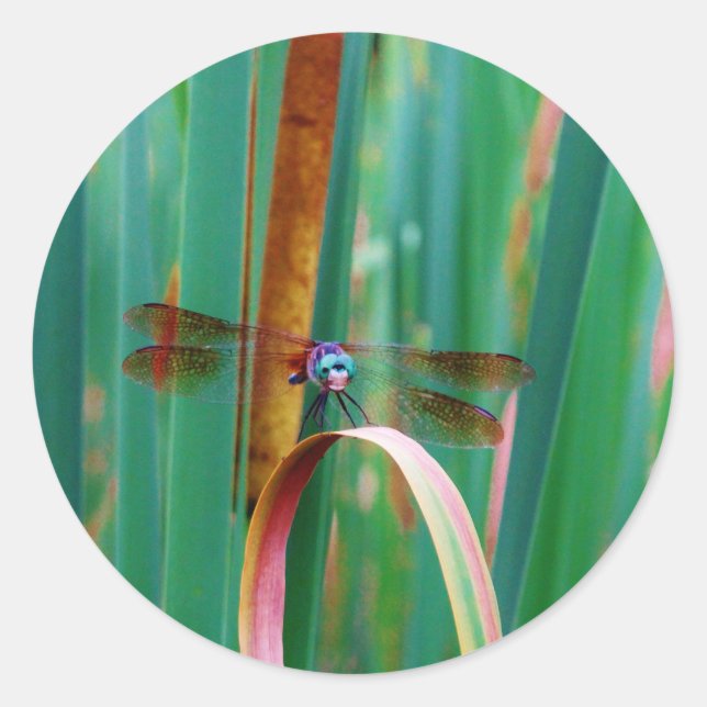 Adesivo Um Dragonfly de Olhos Vermelhos com cattails (Frente)