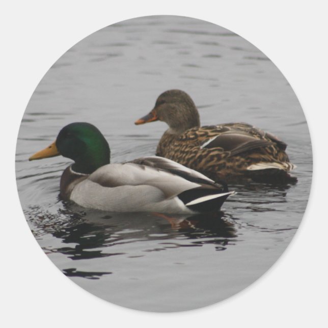 Adesivo Um Drake e um Hen (Frente)