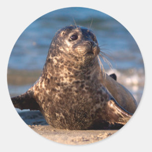 Adesivo Um filhote de foca chegando à costa na Children's