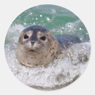 Adesivo Um filhote de foca surfando