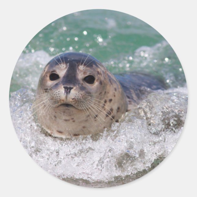 Adesivo Um filhote de foca surfando (Frente)