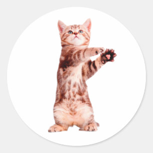 Adesivo Um gatinho brincalhão.