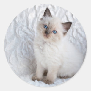 Adesivo Um gato novo do ragdoll que senta-se na pele na