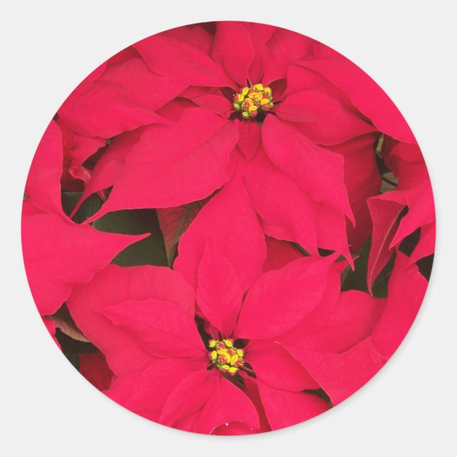 Adesivo Um monte de Poinsettias de Natal Brilhante (Frente)
