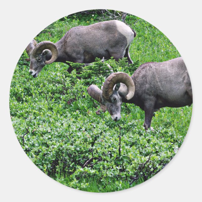 Adesivo Um par de Rams Grazing (Frente)
