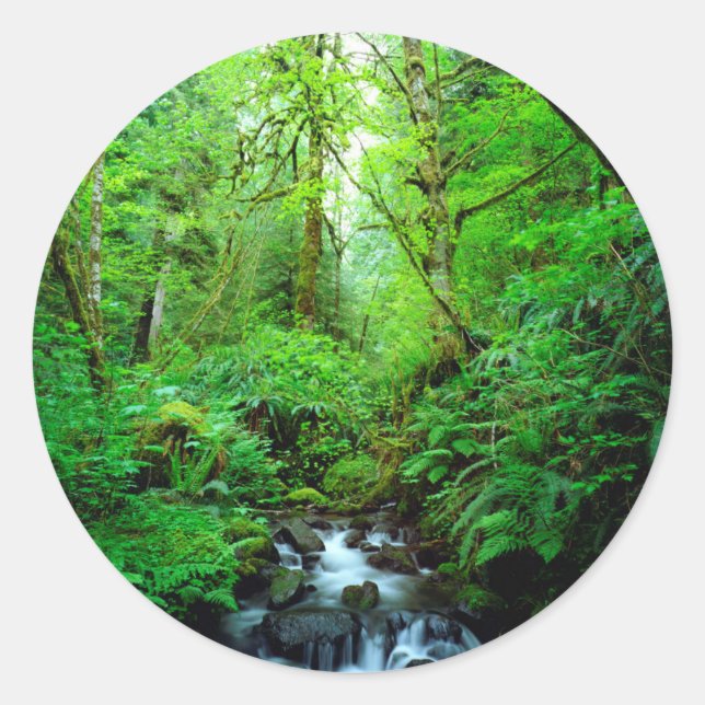Adesivo Um riacho em uma floresta primária (Frente)