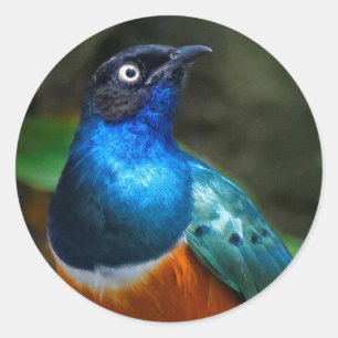 Adesivo Um Starling magnífico africano impressionante
