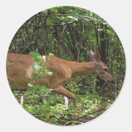 Adesivo Um Stroll Through the Woods