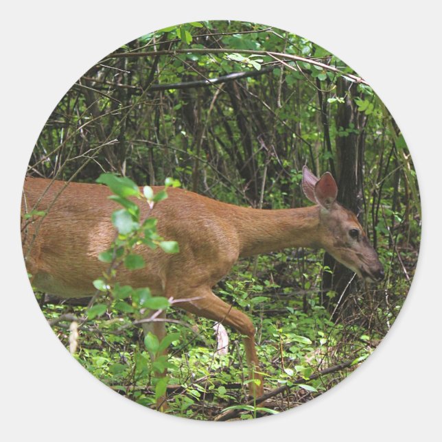 Adesivo Um Stroll Through the Woods (Frente)