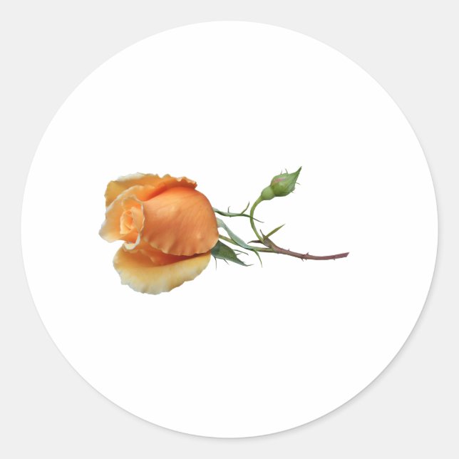 Adesivo Um único corte de rosa     (Frente)