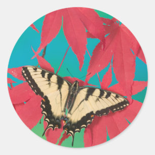 Adesivo Uma Borboleta Canadense Tiger Swallowtail