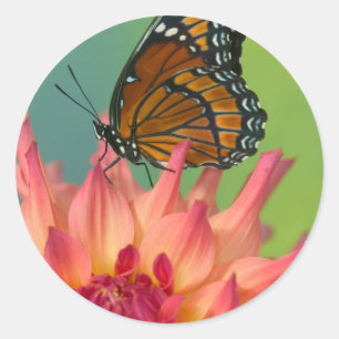 Adesivo Uma Borboleta Viceroy em uma Zínia