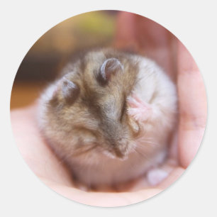 Adesivo Uma dor de cabeça de Hamster