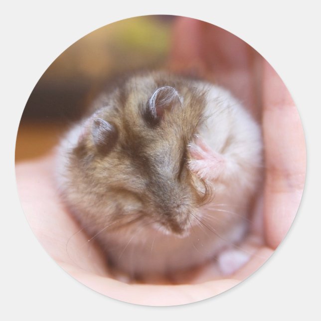 Adesivo Uma dor de cabeça de Hamster (Frente)