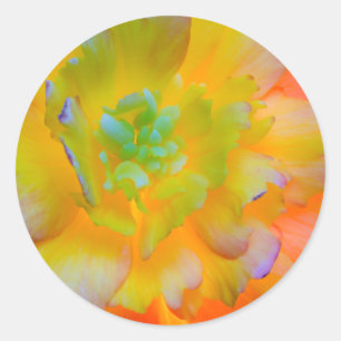 Adesivo Uma flor de begônia radiante e iluminada por trás