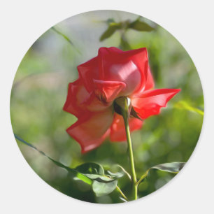 Adesivo Uma rosa vermelha