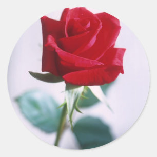 Adesivo Única flor da rosa vermelha