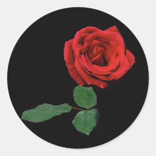 Adesivo Única rosa vermelha