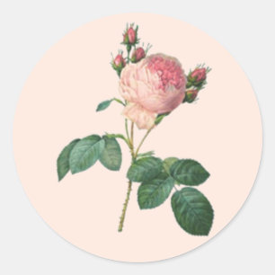 Adesivo Único rosa do inglês da haste botânico