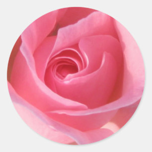 Adesivo Único rosa do rosa
