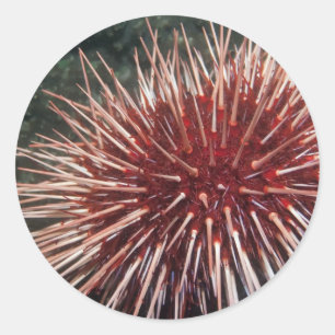Adesivo Urchin gigante do mar Vermelho - Sticker