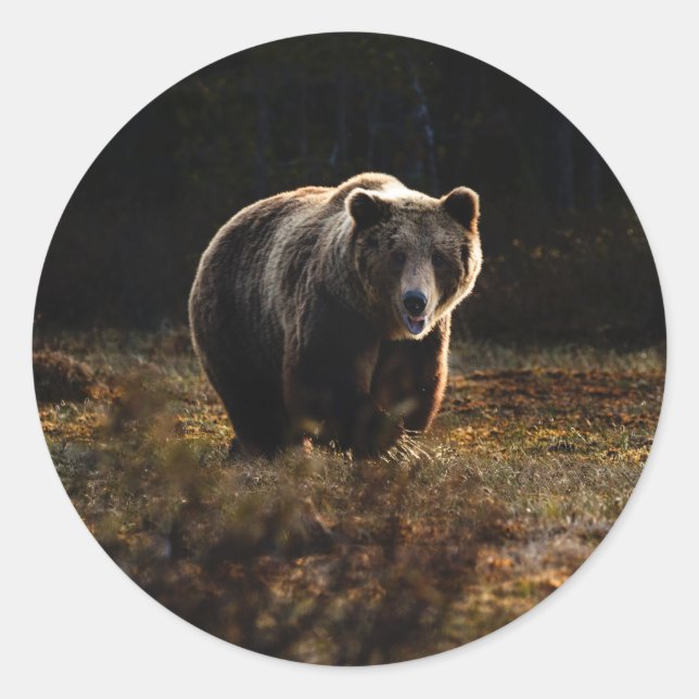 Adesivo Urso (Frente)