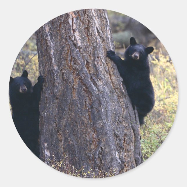 Adesivo urso (Frente)