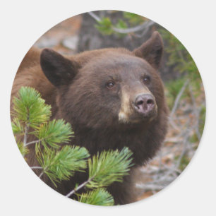 Adesivo urso