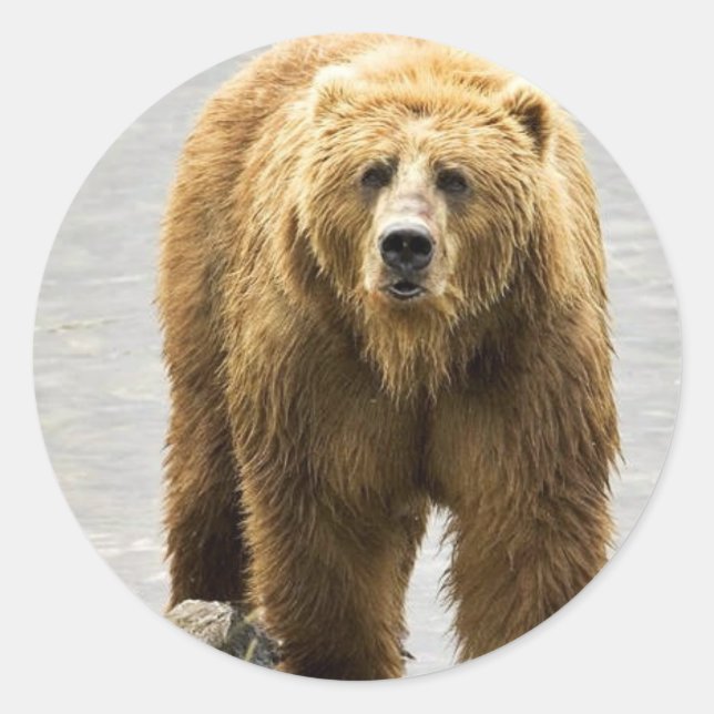 Adesivo Urso castanho (Frente)