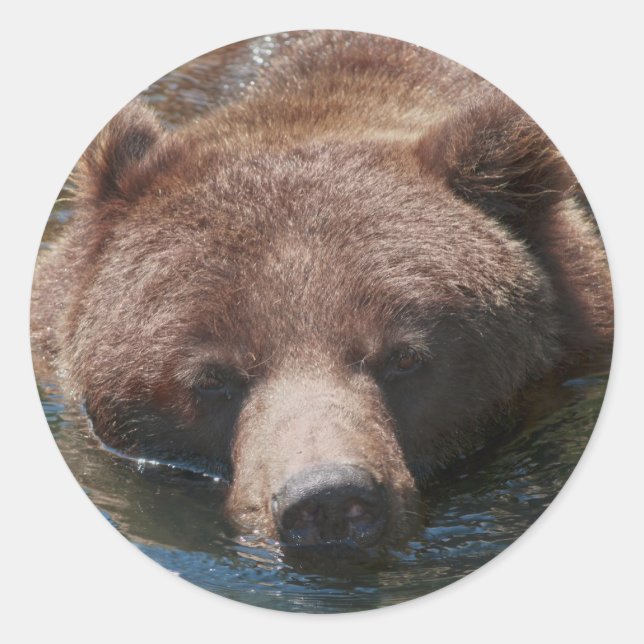 Adesivo Urso Cinzento (Frente)
