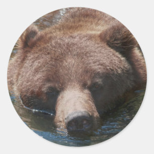 Adesivo Urso Cinzento