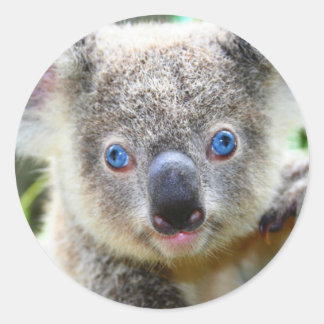 Adesivo Urso Coala Fofo