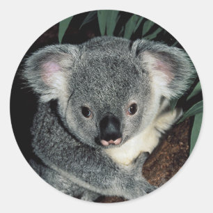 Adesivo Urso de Koala bonito