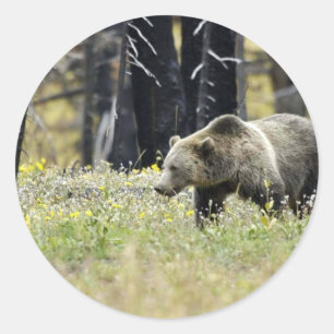 Adesivo Urso de urso no campo no parque nacional de