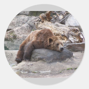 Adesivo Urso de urso que descansa na rocha