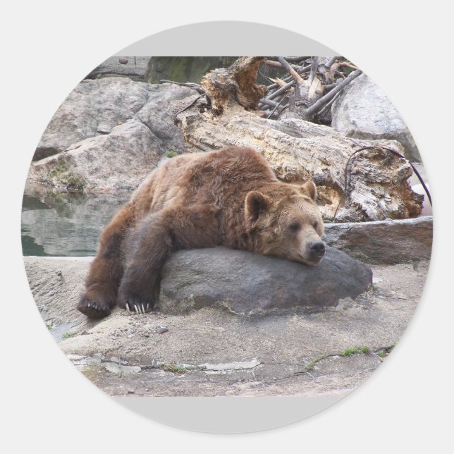 Adesivo Urso Grizzly Descansando Em Rock (Frente)