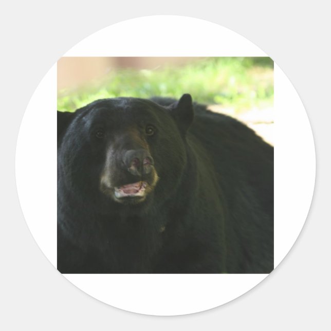 Adesivo urso negro (Frente)