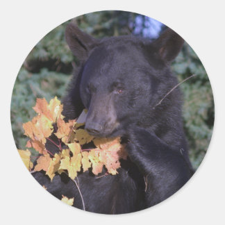 Adesivo Urso Negro